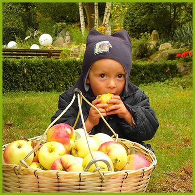 Köstliche Äpfel zur Erntezeit im September